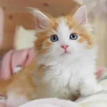 北欧 猫 ブリーダー：信頼できる探し方と選び方